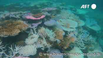 Killeralge in der Oder: Forscher befürchten Massensterben