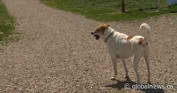 Strict new rules coming for Canadian dogs crossing border into U.S.