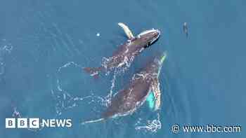 Drones reveal Antarctic whale 'acrobatics'