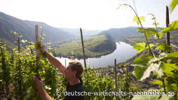 Deutsche Weinbauern reüssieren im Export - starke Nachfrage aus China 