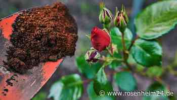 Kaffeesatz als Dünger? Fünf Irrtümer im Umgang mit dem braunen Pulver