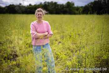 Slecht aspergeseizoen door vele regen: “Hogere prijs compenseert gelukkig veel”