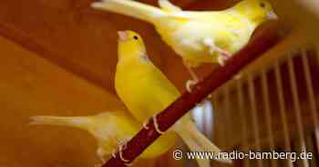 Kanarienvögel aus Restmülltonne gerettet