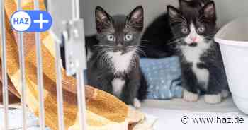 Tierheim Hannover: Aufnahmestopp für Katzen