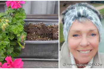 Vandaal opnieuw aan de haal met geranium van Imke (63): “Het is tijd dat het eindelijk eens stopt”