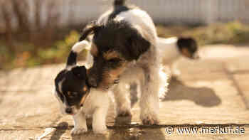 Vom flauschigen Welpen zum tapsigen Senior – die verschiedenen Lebensphasen von Hunden