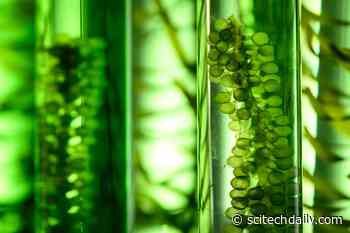 Sugar-Sensing Proteins: A Potential Breakthrough for Sustainable Biofuel