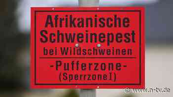 Tödlicher Virus in Wildschwein: Hessen meldet ersten Fall der Afrikanischen Schweinepest