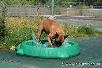 Dierenbescherming Mechelen organiseert vierde zomerbar: “We laten onze opgevangen honden en katten schitteren”