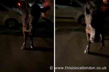 Police drive into cow Feltham slammed as 'inhumane' and 'monsters'