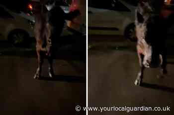 Police drive into cow Feltham slammed as 'inhumane' and 'monsters'