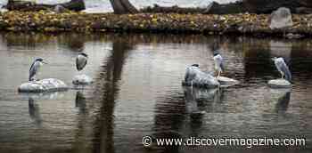 Cities Contain Pockets Of Nature – These Species Are Most Tolerant Of Urbanization