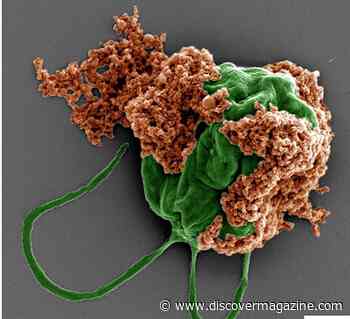 Microrobots Made Of Algae Carry Chemo Directly To Lung Tumors