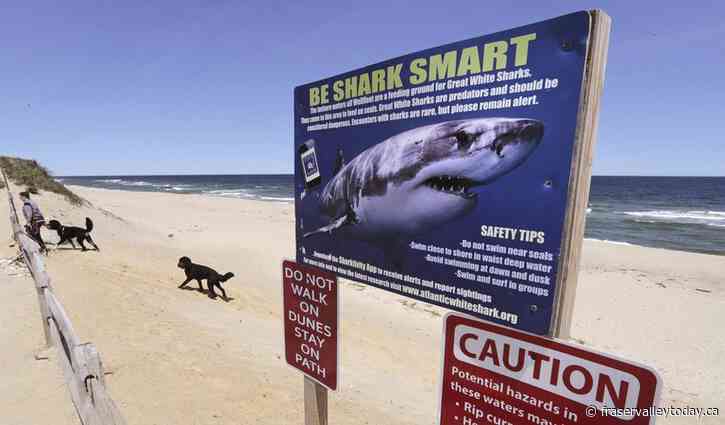 New signs warning of great white sharks in the works for some East Coast beaches