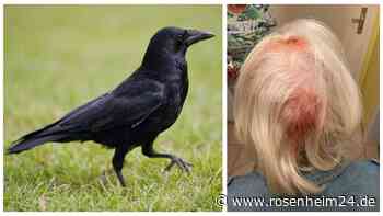 Attacke wie im Gruselfilm: Rentnerin Roswitha Krauss wird von zwei Krähen verletzt – Stadt machtlos?
