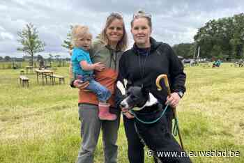 Zelfs op drie poten kickt herdershond Gus nog op wedstrijden schapendrijven: “We gaan hem zijn pleziertjes blijven gunnen”