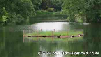 Schwimmende Inseln auf dem Wolfenbütteler Stadtgraben