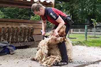 Friseurtermin im Tierpark Herford