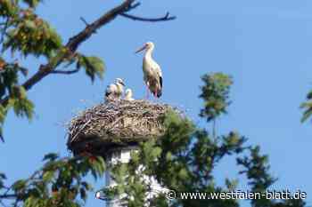 Doppelter Nachwuchs bei den Störchen in Lippinghausen