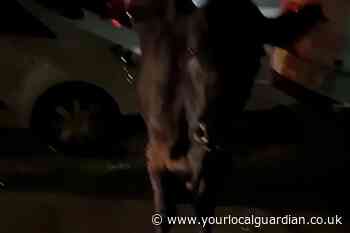 Surrey Police drive into cow: Officer 'removed from frontline duties'