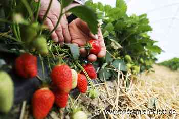 Bünde: Randale auf dem Erdbeerfeld