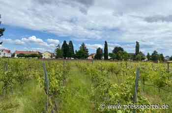 POL-PDLU: Sachbeschädigung an Weinreben