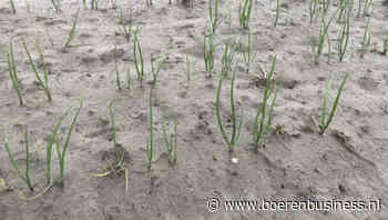 Zaaiuien staan er erg wisselend op dit seizoen