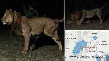 Desperate times call for desperate measures! Three-legged lion makes a record-breaking one-mile swim across a crocodile-infested river - after hearing females on the other side
