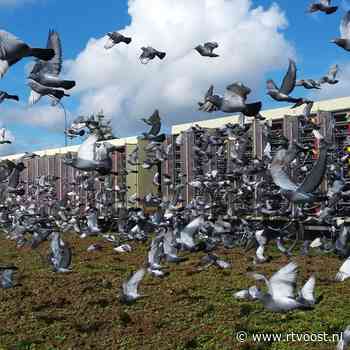 Steenmarter bijt 48 wedstrijdduiven dood: drama voor duivenvereniging Beckum