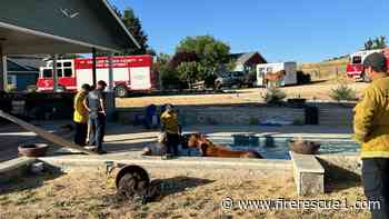 Calif. firefighters rescue horse stuck in pool for hours
