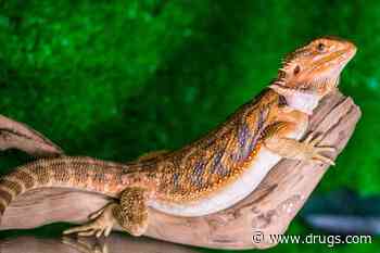 Pet Bearded Dragons Pose Salmonella Danger, CDC Warns
