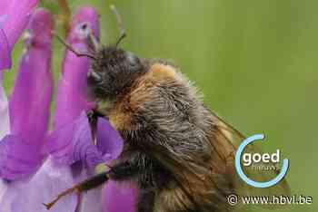 COLUMN. Deze hommels zijn als zoemende en vliegende teddybeertjes