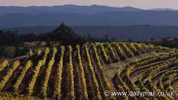 America's wine supply in serious danger after invasive species hitchhikes from New York to California