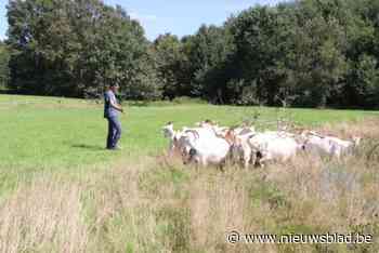 Bioboer Kurt krijgt als eerste het label Levend Erfgoedhof: “We gebruiken moderne technieken om oude rassen in stand te houden”