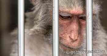 Wrongful termination lawsuit accuses Neuralink of Herpes B-infected monkey business