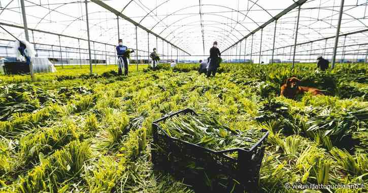 Latina, lavoratore indiano perde un braccio in un incidente mentre taglia il fieno: il datore di lavoro lo lascia per strada