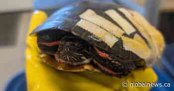 As turtle injuries surge, Ontario drivers urged to slow down during nesting season