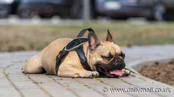 Urgent warning to pet owners as dangerous heatwave sends temperatures above 100F across the US