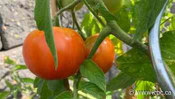 Edmonton gardeners beware: risk of frost in the forecast