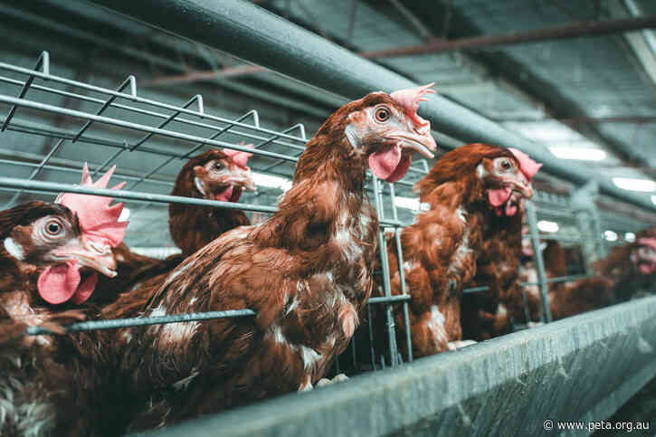 The Avian Flu Outbreak Should Be Your Wake-Up Call