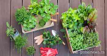 Cover your plants or move inside: Frost expected overnight across central Alberta