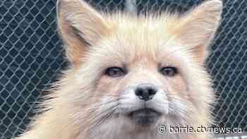 Red Foxes seized and brought to Aspen Valley Wildlife Sanctuary