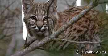Calgary cat owner warns others after pet killed by bobcat