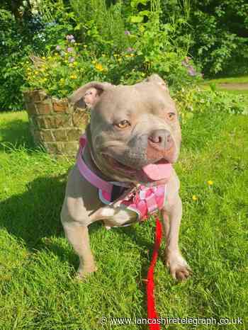 RSPCA appealing for help to find breeder dog a forever home