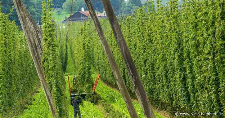 Deutschland wieder Nummer eins beim Hopfenanbau