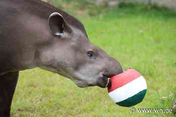 Tapir Theo tippt auf Außenseiter
