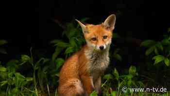 Virales Tiktok-Video: Kleine Füchse verzücken mit Werkstattbesuch das Netz