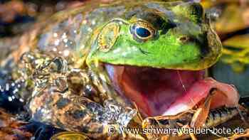 Sie fressen praktisch alles: Wie groß ist die Gefahr durch Ochsenfrösche im Nordschwarzwald?