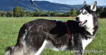 Tierheim Kronach trauert um Husky Luna - "größter Pechvogel-Hund unserer Geschichte"