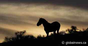 Woman given lifetime animal ban in Canada after 12 horses found dead